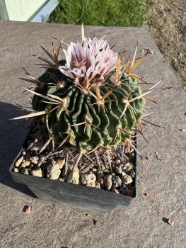 Stenocactus phyllacanthus